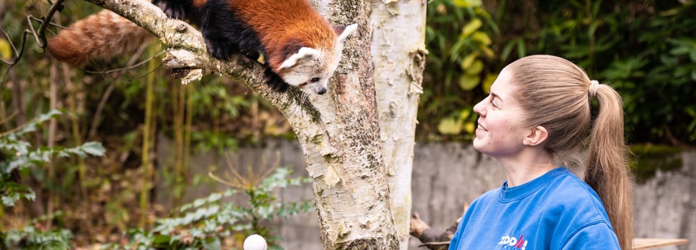 Foto: Zoo Zürich, Marco Schaffner Tierpflegerin mit Rotem Panda im Zoo Zürich