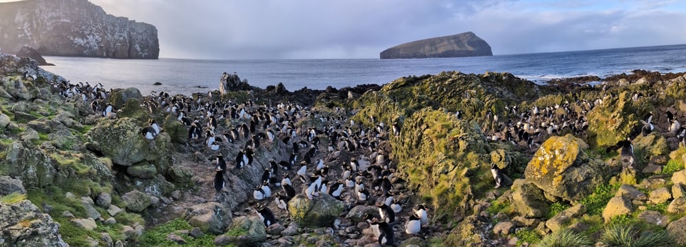Kronenpinguin-Kolonie auf den Antipoden-Inseln.