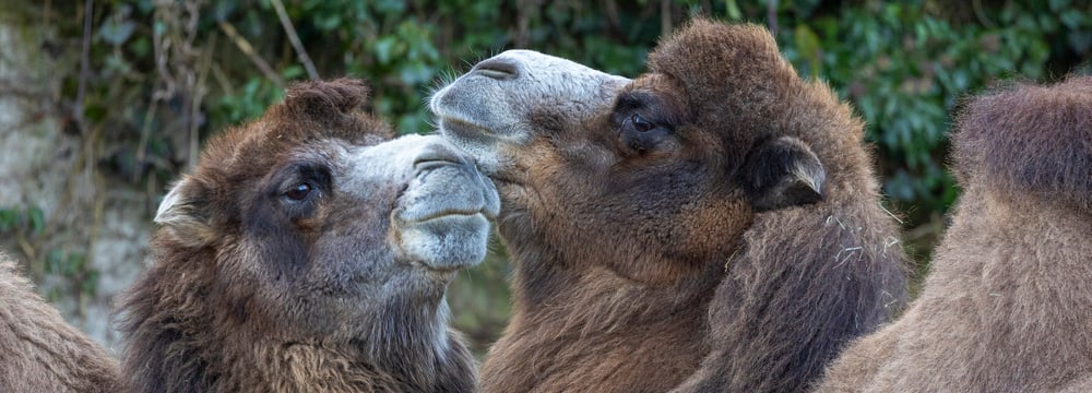 Trampeltiere im Zoo Zürich (2022). 