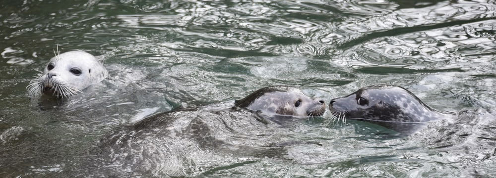 Seehund beim Schwimmen im Zoo Zürich.