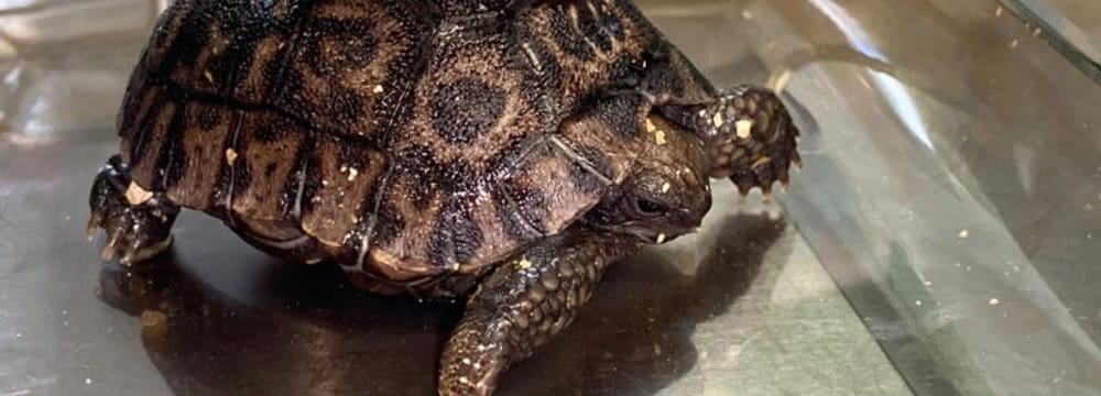 Babyschildkröte beim Wiegen