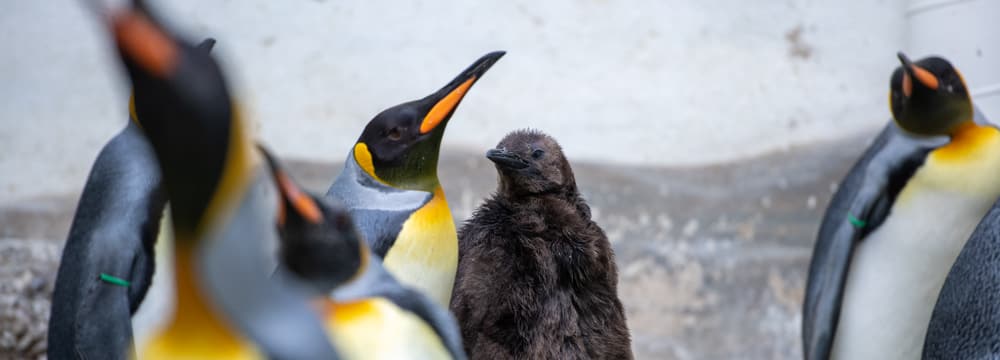 Foto: Zoo Zürich, Pascal Marty Königspinguine