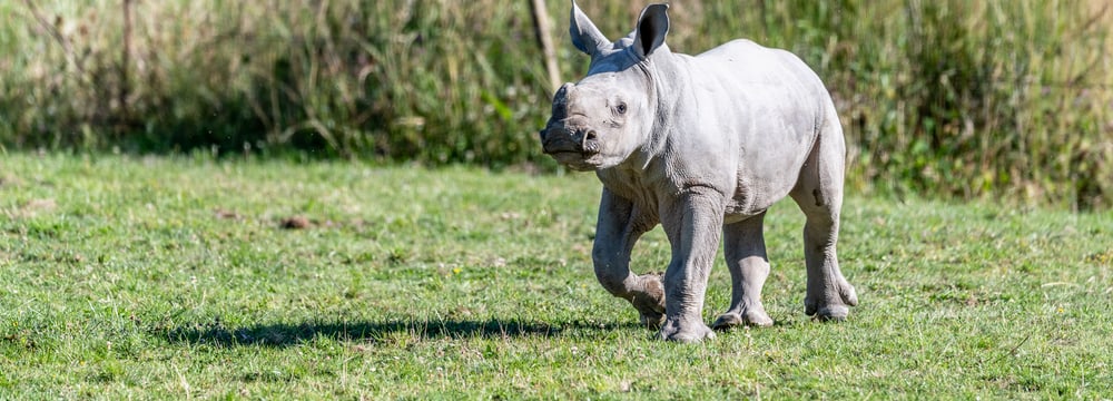 Nashornkalb Ushindi beim ersten Ausflug in die Savanne.