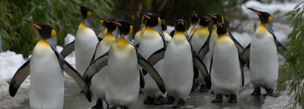 Foto: Zoo Zürich, Karsten Blum Königspinguine beim Spaziergang im Zoo Zürich (2009).