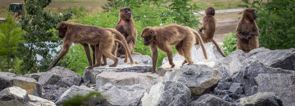 Foto: Zoo Zürich, Tridea Dscheladas im Zoo Zürich.