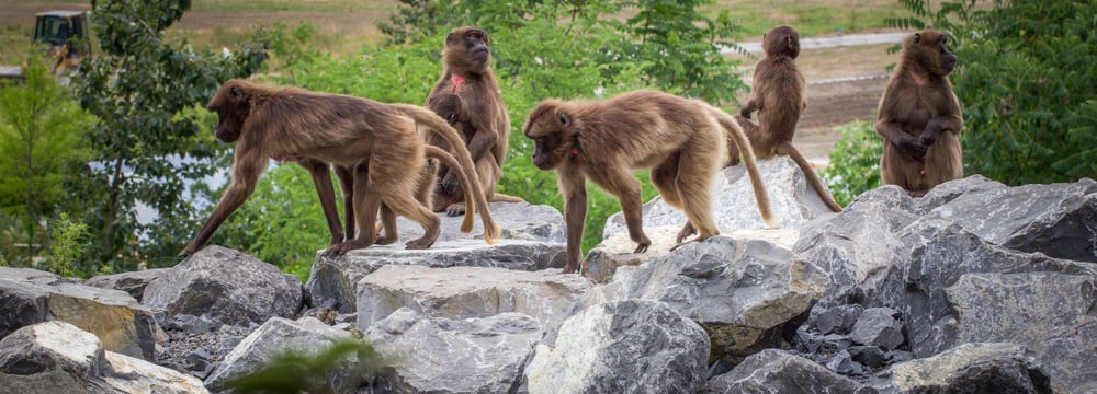 Dscheladas im Zoo Zürich.