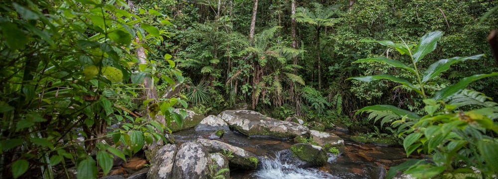 Primärwald im Masoala Nationalpark auf Madagaskar, mittlere Höhe.