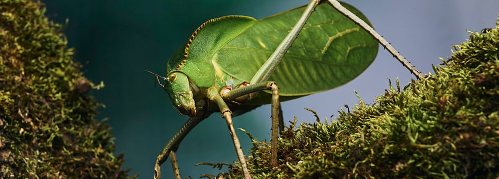Photo: Zoo Zurich, Charles Negre Giant leafhopper in the insect forest at Zoo Zurich.