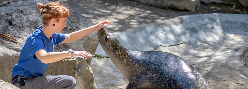 Tierpflegerin mit Seehunden im Zoo Zürich
