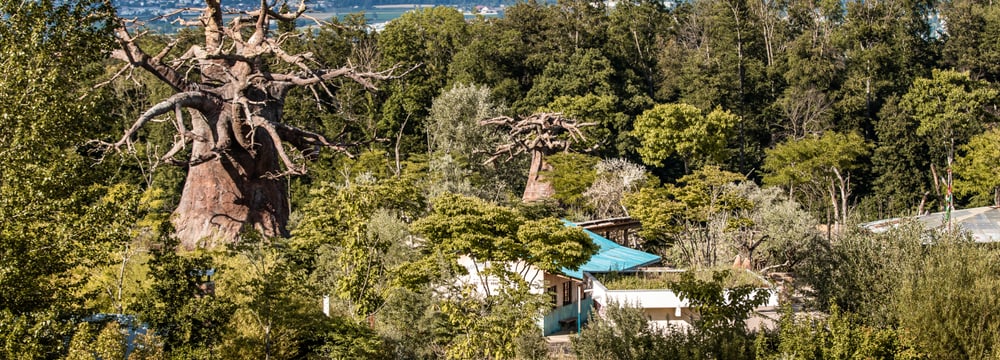 Ein Bild, das draußen, Baum, Gras, Himmel enthält. Automatisch generierte BeschreibungBlick auf den Baobab, im Zentrum der Lewa-Savanne © Michèle Forster