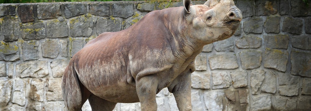 Foto: Safari Park Dvur Kralove, Dominika Stempa Spitzmaulnashorn Olmoti.