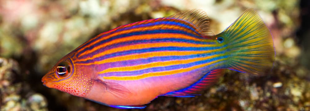 Foto: Zoo Zürich, Enzo Franchini Sechsstreifen-Lippfisch im Zoo Zürich.