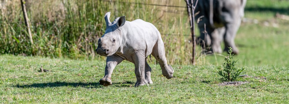 Foto: Zoo Zürich, Marco Schaffner Nashornkalb Ushindi beim ersten Ausflug in die Savanne.