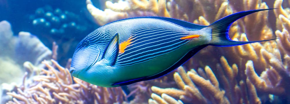 Bild: Zoo Zürich, Armin Schmidmeister Arabischer-Doktorfisch im Zoo Zürich.