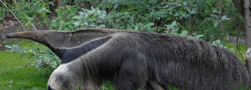 Grosser Ameisenbär im Zoo Zürich.