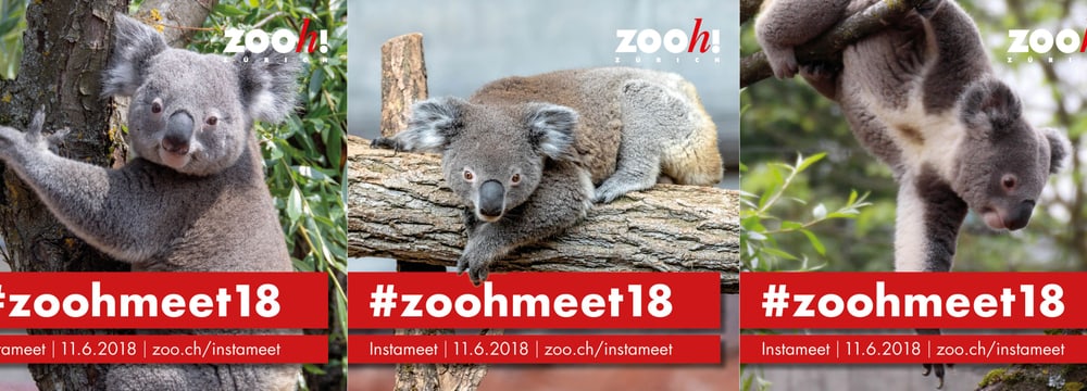 Infogram: Zoo Zürich Infogram #zoohmeet18.