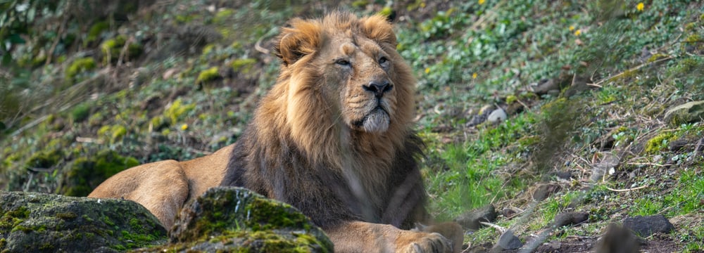Foto: Zoo Zürich, Marcel Rothmund Asiatisches Löwenmännchen Radja im Zoo Zürich.