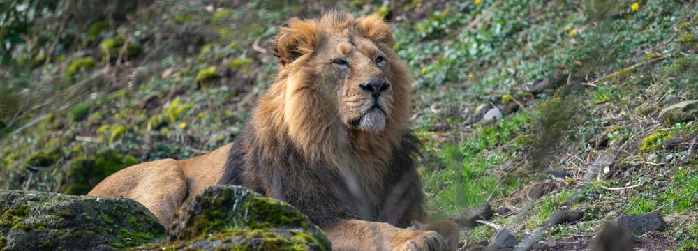 Asiatisches Löwenmännchen Radja im Zoo Zürich.