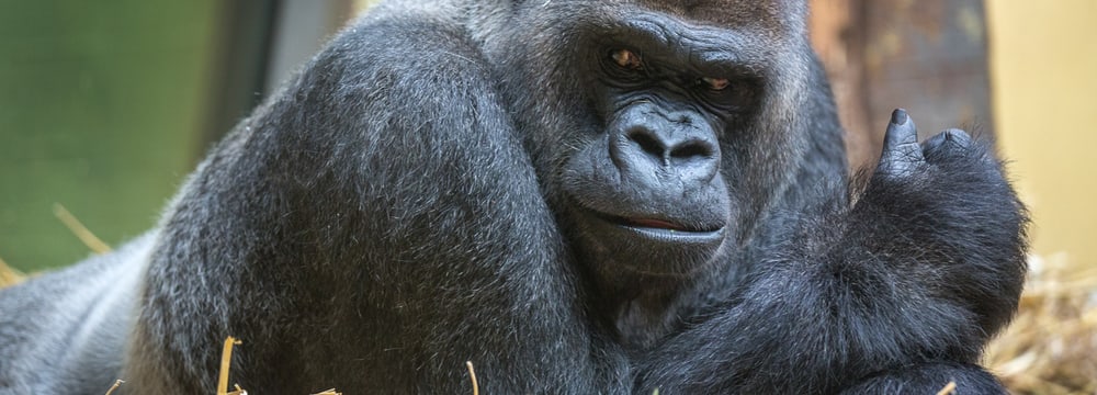 Foto: Zoo Zürich, Enzo Franchini Westlicher Flachlandgorilla N'Gola im Zoo Zürich.