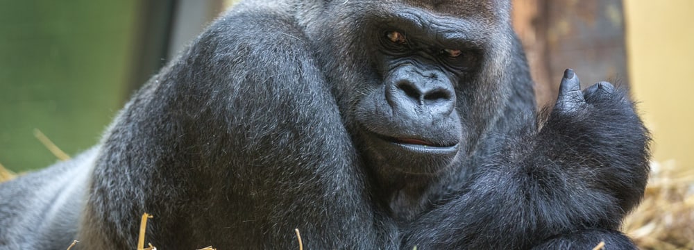 Westlicher Flachlandgorilla N'Gola im Zoo Zürich.