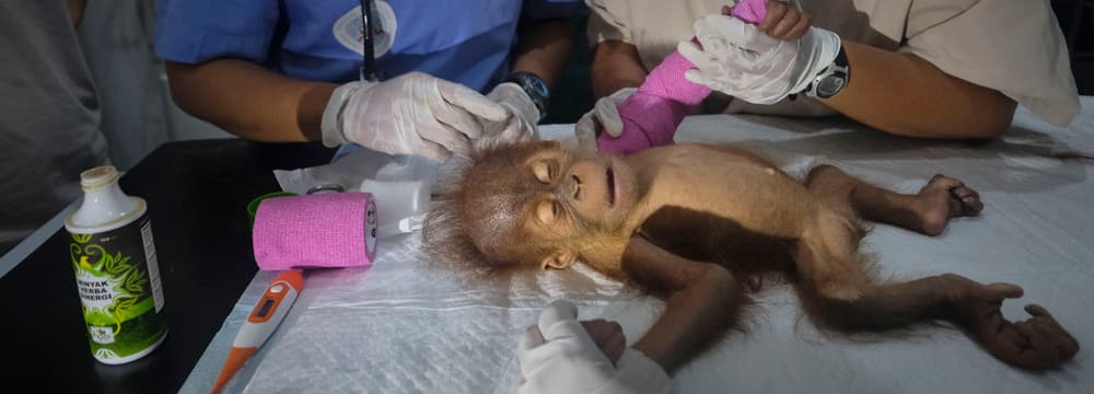 Das junge Orang-Utan-Weibchen Brenda beim Medizincheck durch das Veterinärteam der Stiftung PanEco.