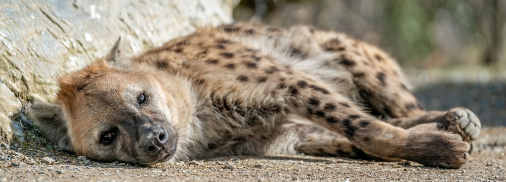 Bild: Zoo Zürich, Marco Schaffner Tüpfelhyäne