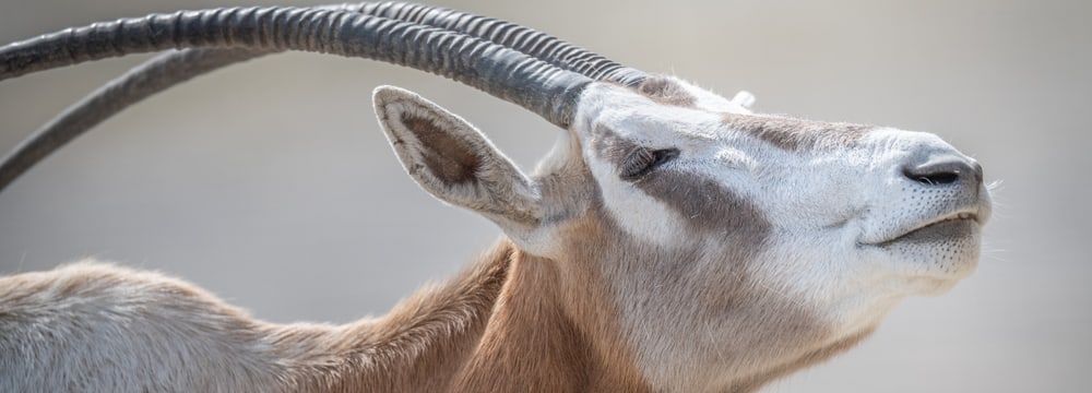 Foto: Zoo Zürich, Marco Schaffner Säbelantilope (Oryx dammah)