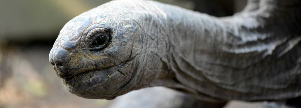 Nahaufnahme eines Kopfes einer Riesenschildkröte