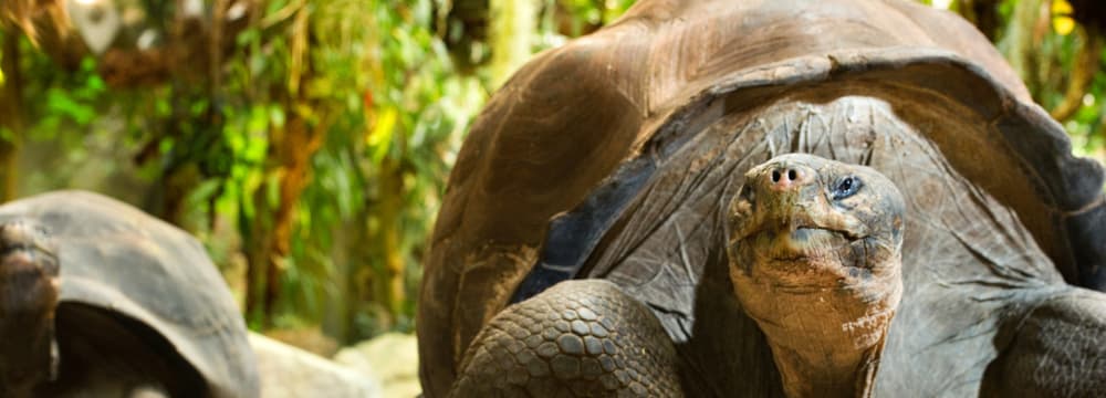 Foto: Zoo Zürich, Jean-Luc Grossmann Galapagos Riesenschildkröte im Zoo Zürich