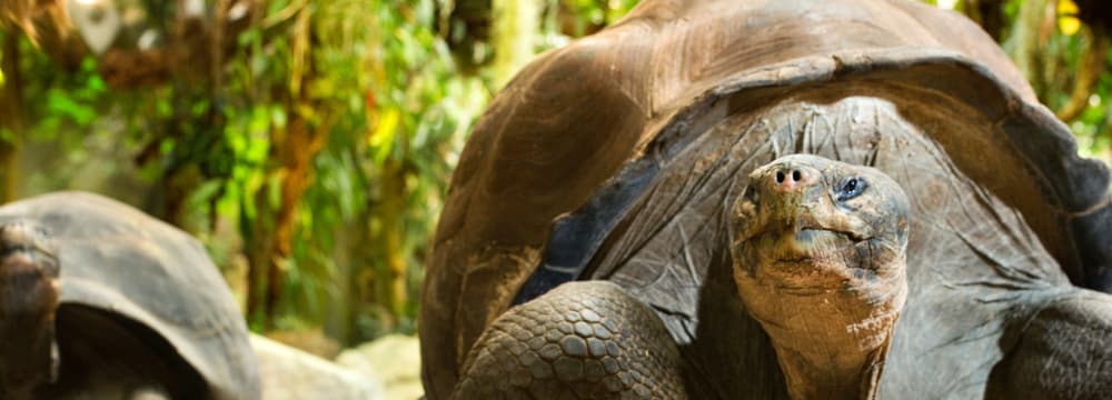 Galapagos Riesenschildkröte im Zoo Zürich
