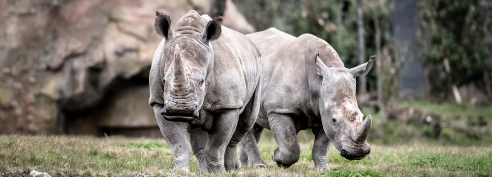 Foto: Zoo Zürich, Marco Schaffner Breitmaulnashörner Teshi und Rami in der Lewa Savanne im Zoo Zürich.