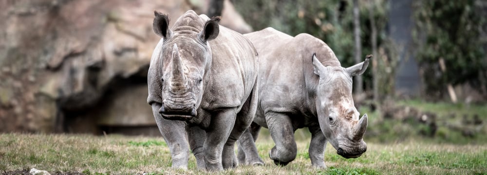 Breitmaulnashörner Teshi und Rami in der Lewa Savanne im Zoo Zürich.