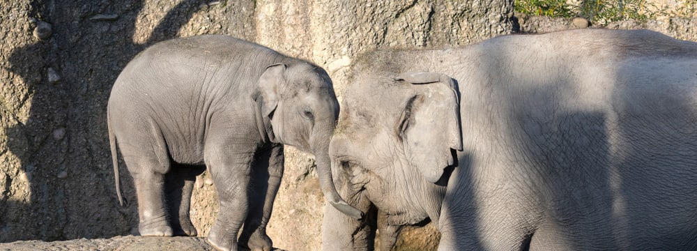 Asiatische Elefanten im Zoo Zürich.