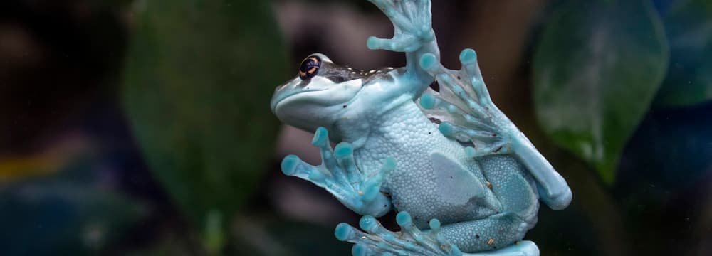 Foto: Zoo Zürich, Enzo Franchini Baumhöhlen-Krötenlaubfrosch im Zoo Zürich.