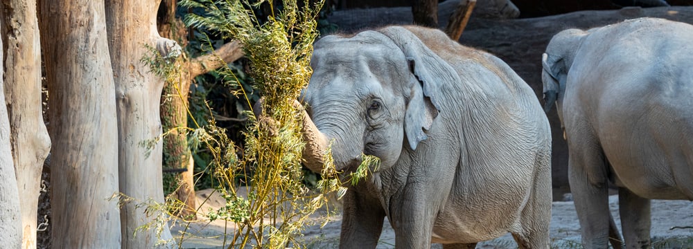 Elefantenweibchen Ceyla-Himali im Zoo Zürich