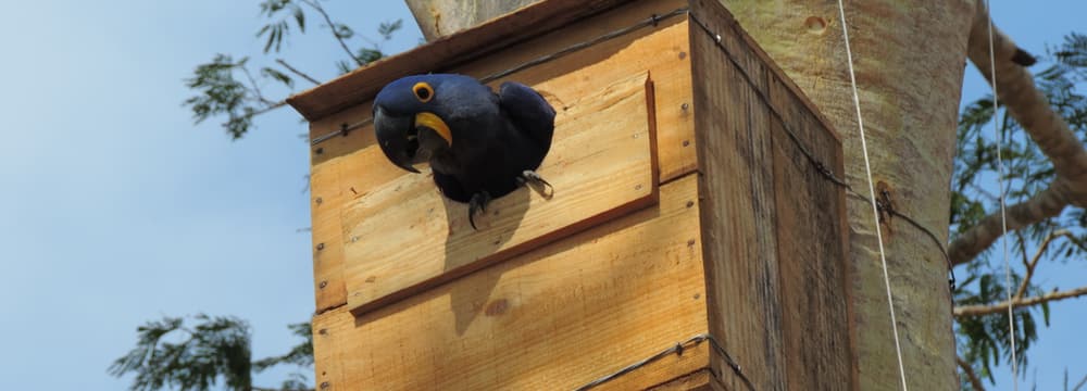 Foto: Hyacinth Macaw Project, Cézar Corrêa Hyazinthara im Hyazinthara-Projekt.