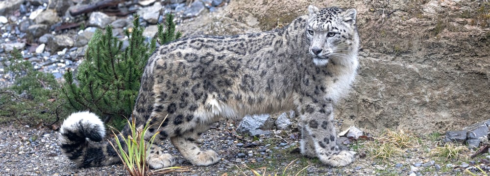 Photo: Zoo Zurich, Enzo Franchini Snow leopard at Zoo Zurich, March 2025.
