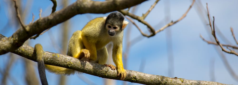 Saimiri im Pantanal des Zoo Zürich.