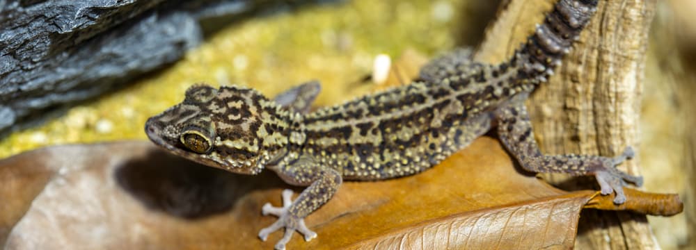 Madagaskar-Schönkopfgecko im Zoo Zürich