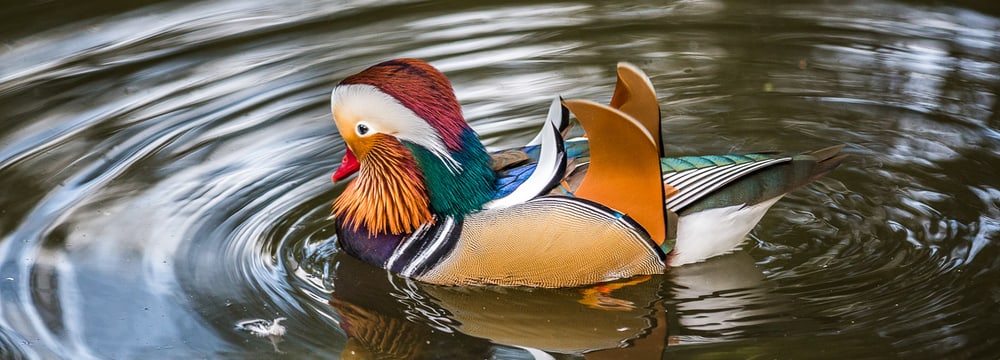 Foto: Zoo Zürich, Enzo Franchini Mandarinente im Zoo Zürich