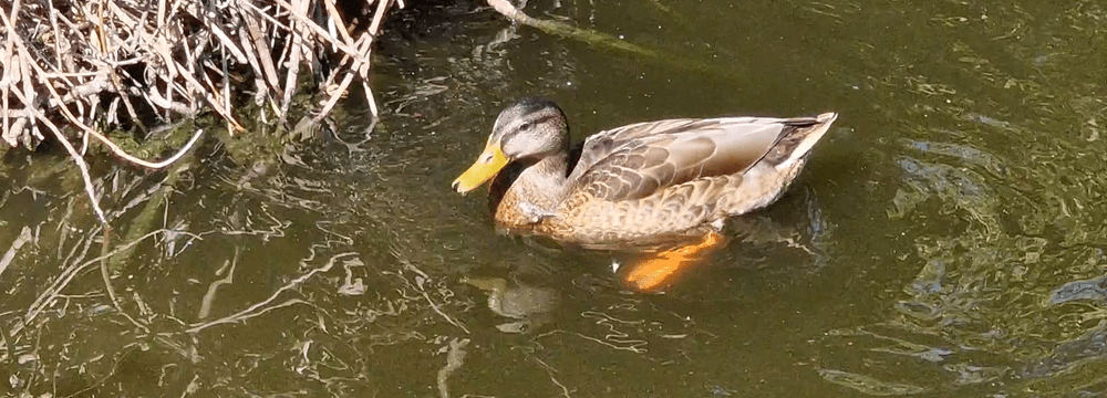 Männliche Stockente im Schlichtkleid.