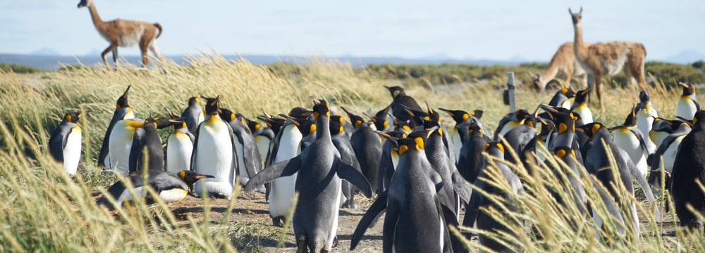 «Foto: Antarctic Research Trust» Königspinguin-Kolonie auf Feuerland mit Guanakos.