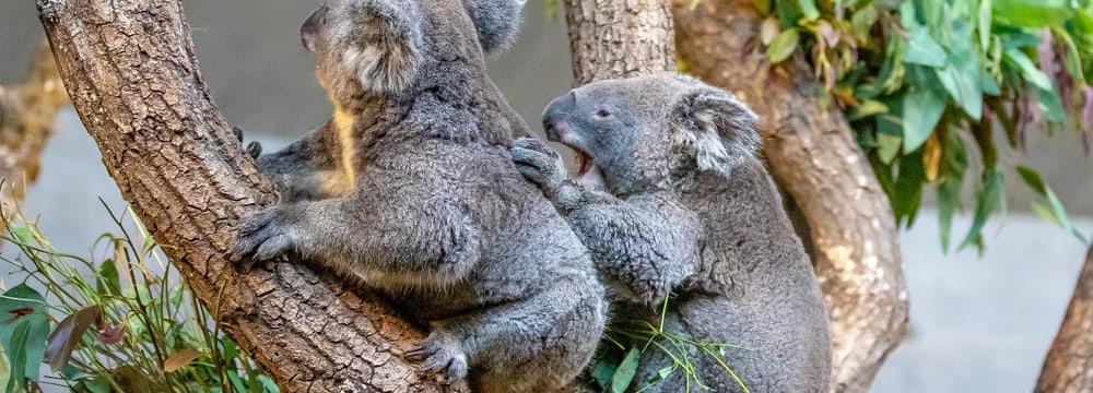 Koala Maisy Zoonews-Magazin Herbst 2019 Koala Maisy