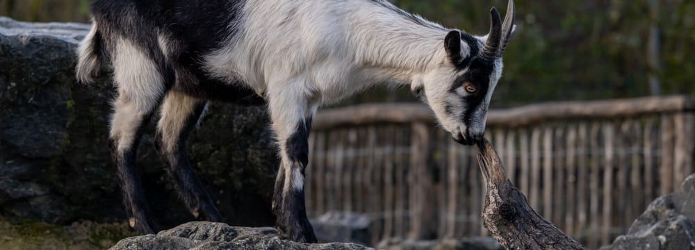 Pfauenziege im Zoo Zürich