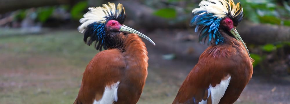 Foto: Zoo Zürich, Enzo Franchini Mähnenibisse im Masoala Regenwald im Zoo Zürich.