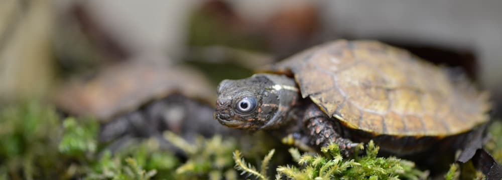 Foto: Zoo Zürich, Samuel Furrer Spenglers Zacken-Erdschildkröte im Zoo Zürich.
