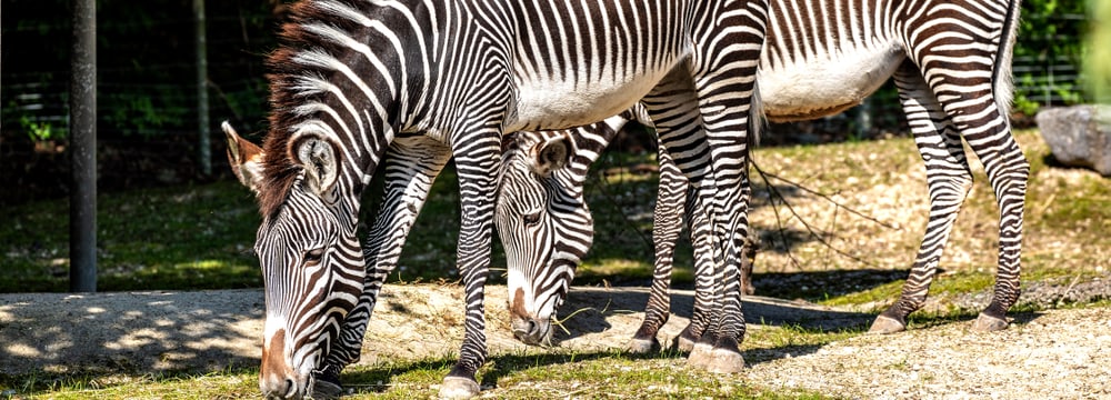 Grevyzebras Tana und Riha im Zoo Zürich.