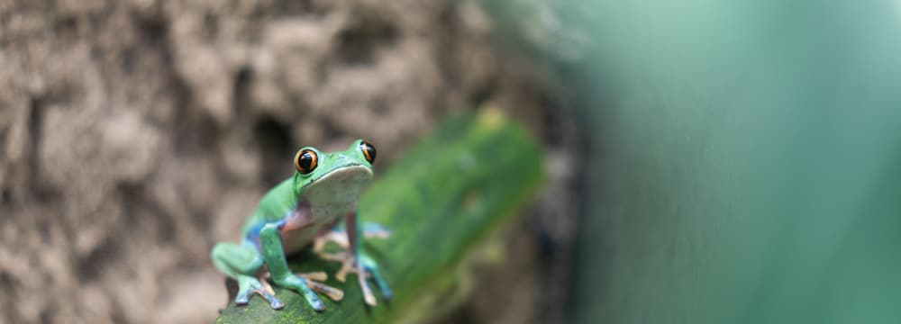 Orangeaugen-Laubfrosch im Zoo Zürich