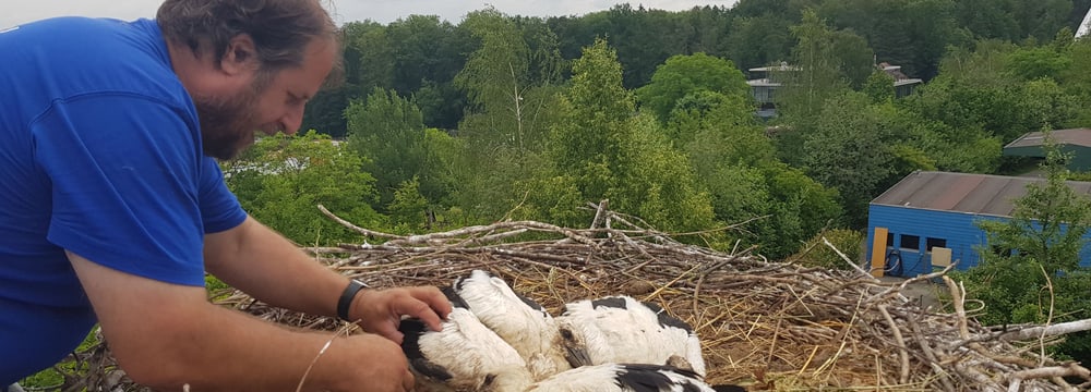 Beringung junger Weissstörche im Zoo Zürich.