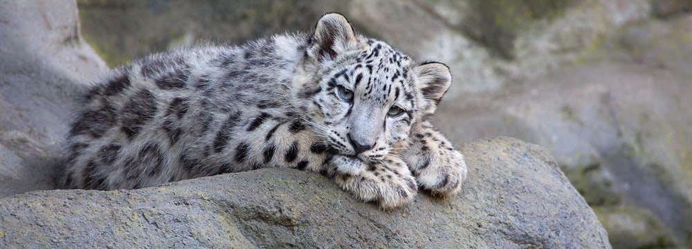 Foto: Zoo Zürich, Enzo Franchini Schneeleopard im Zoo Zürich